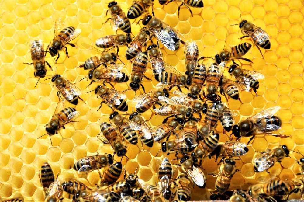 Closeup Shot Group Bees Creating Honeybee Full Delicious Honey (1)
